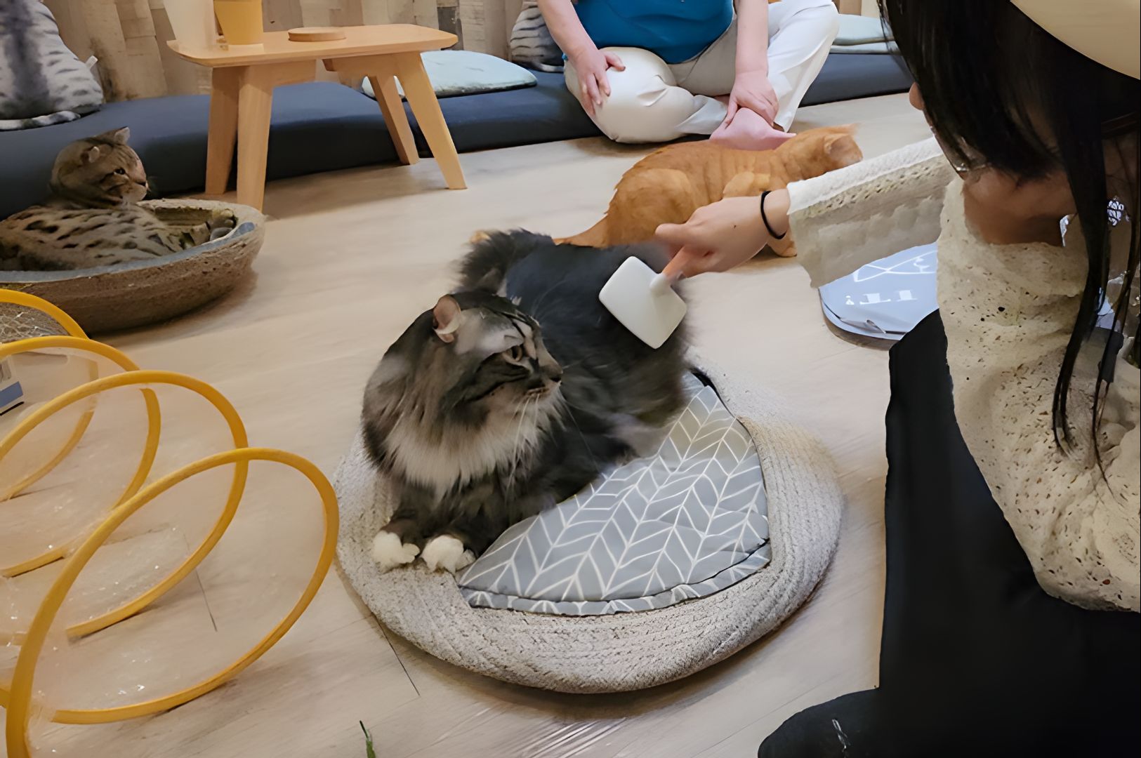 A person uses a lint roller on a fluffy cat lying on a cushion in a cozy room. Nearby, two other cats relax. The setting is calm and inviting.