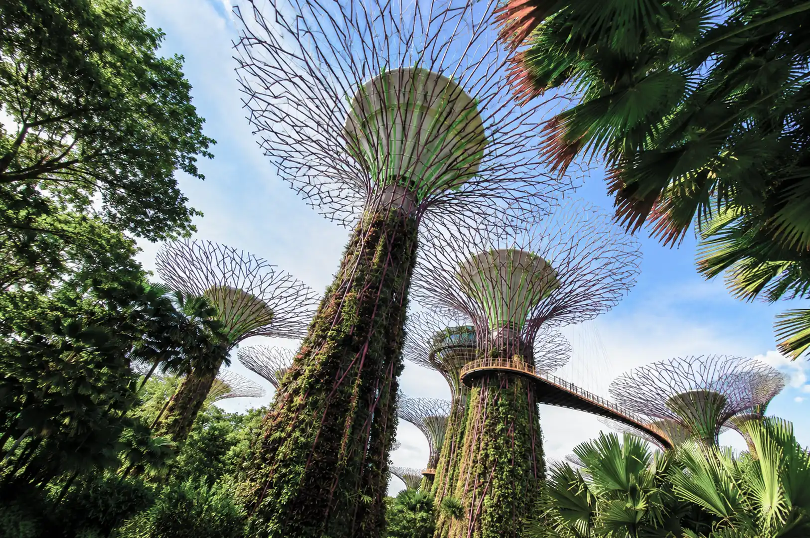 Supertree Grove at Gardens by the Bay Singapore, featuring towering vertical garden structures with canopy walkways, covered in lush vegetation and surrounded by tropical palm trees against blue sky