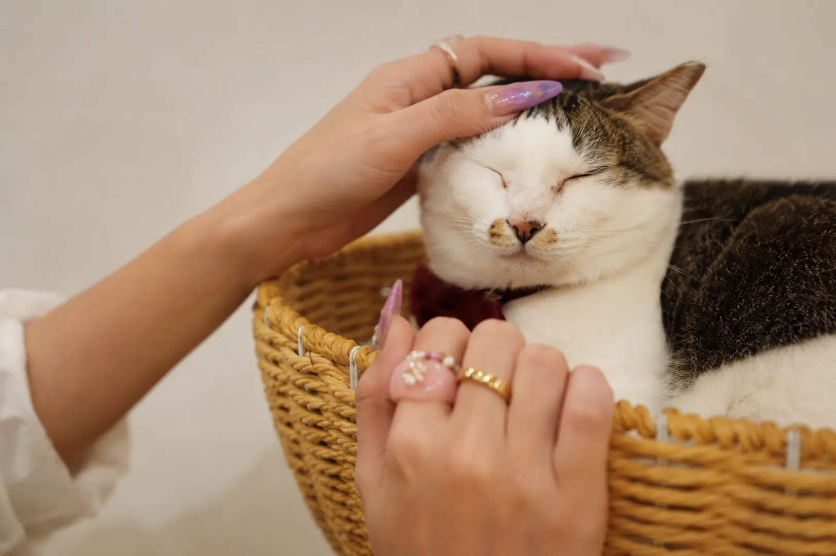 Person with decorated nails gently petting a content white and brown cat in a woven basket