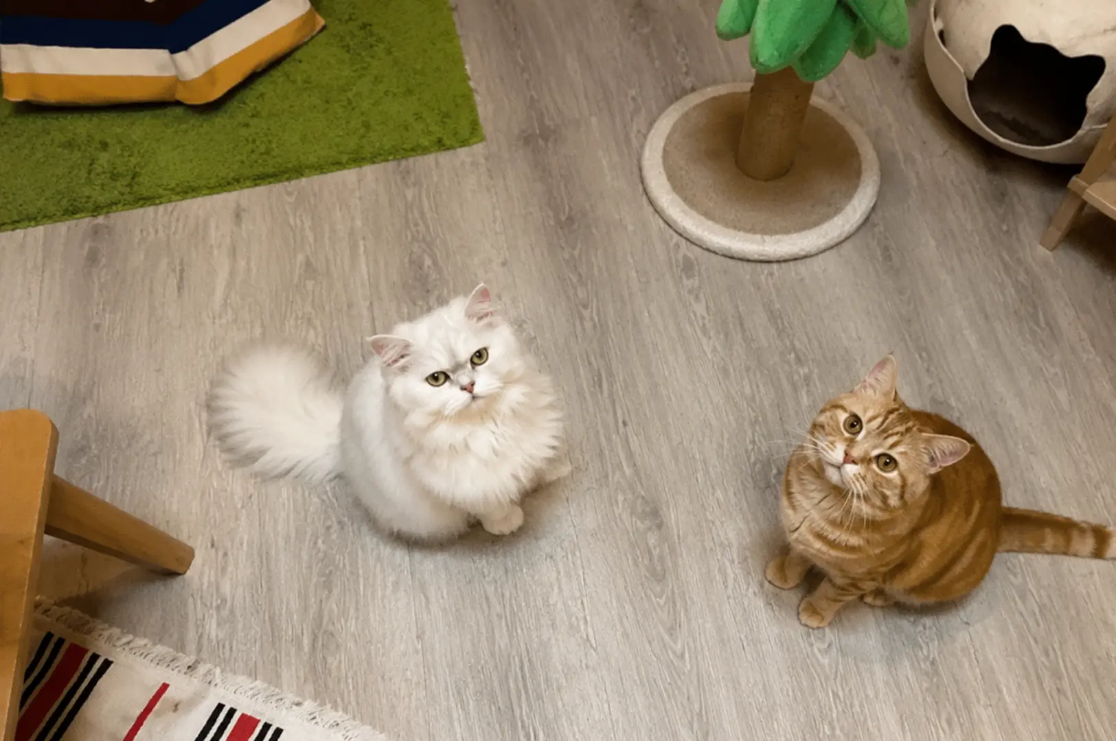 Two friendly cats, including a fluffy white cat and an orange tabby, looking up at visitors inside the cozy Meomi Cat Cafe play area.