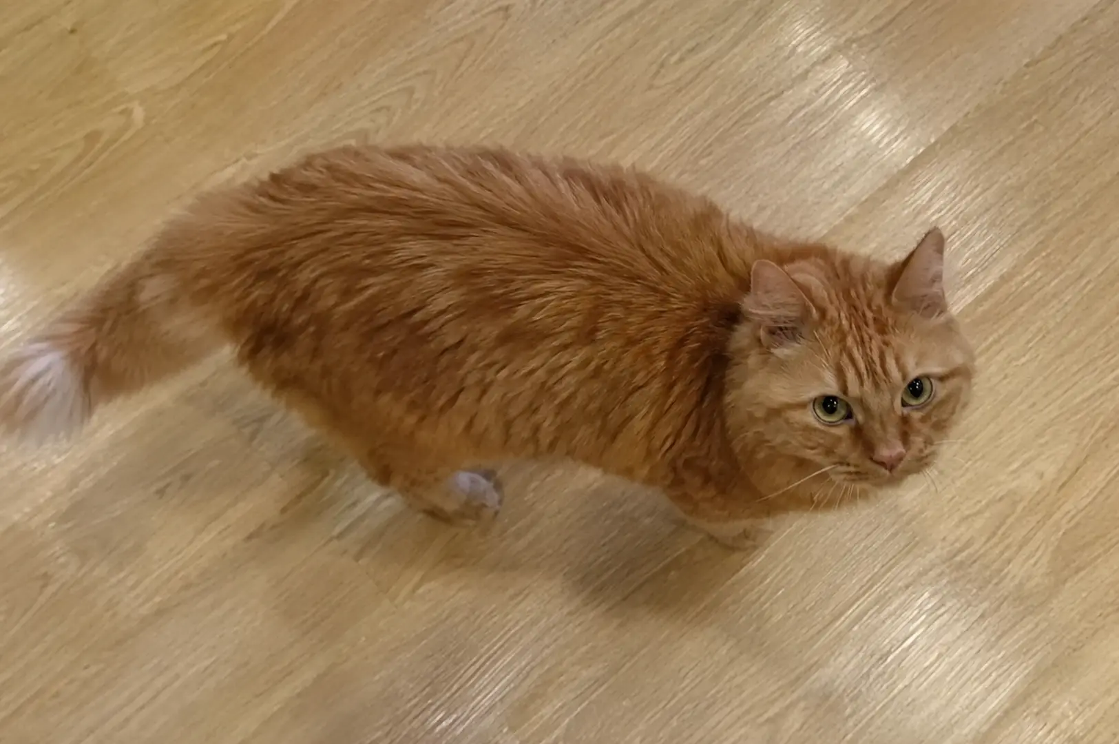 A fluffy orange tabby cat stands on a light wooden floor looking up at the camera inside the cafe