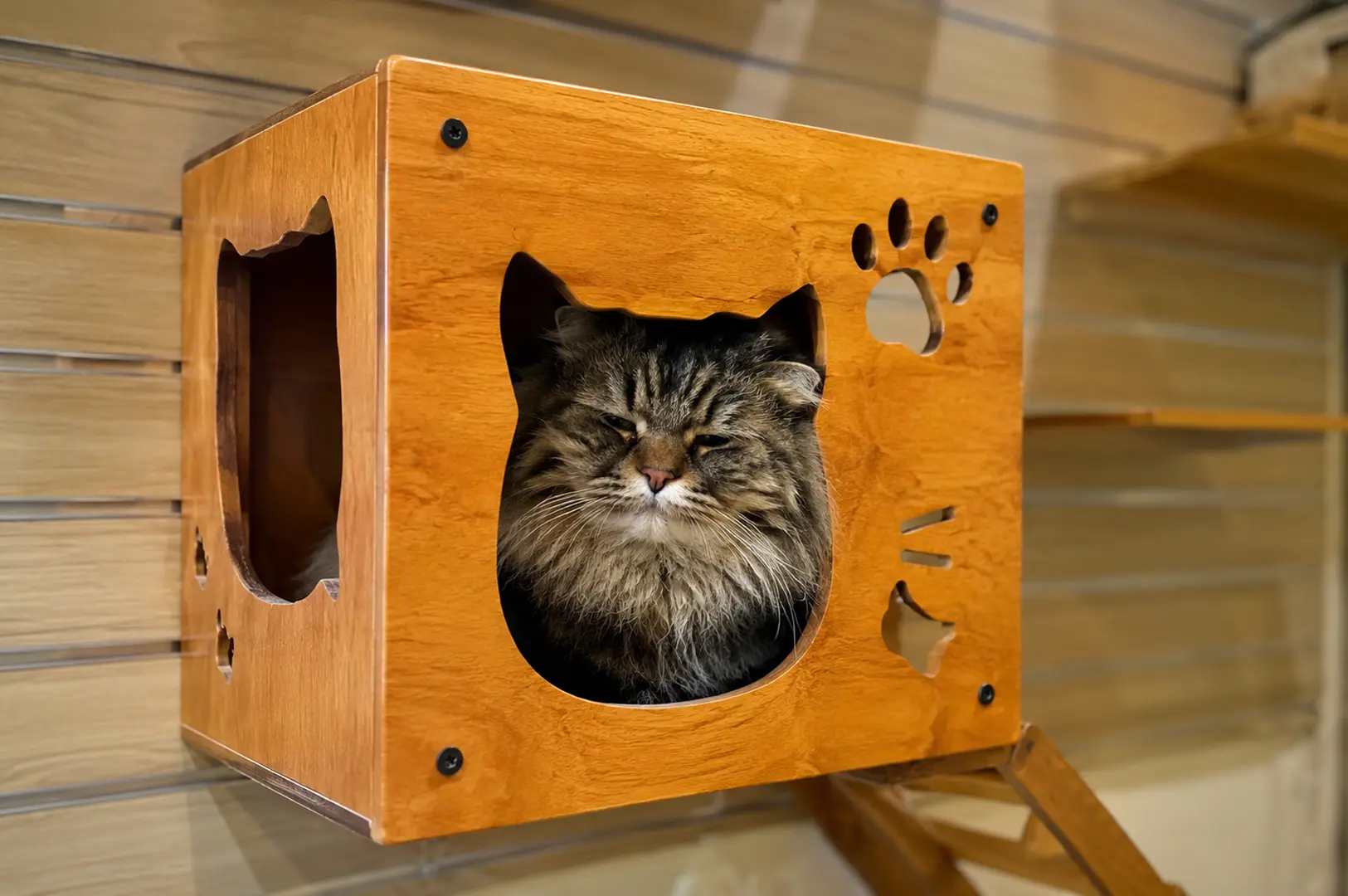 Fluffy tabby cat peeking out from a wooden cat house with decorative cutouts