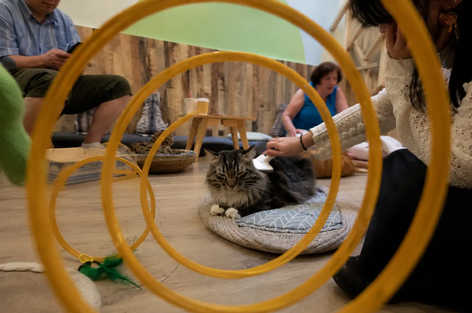 Cat cafe interior showing visitors playing with cats through yellow circular toys