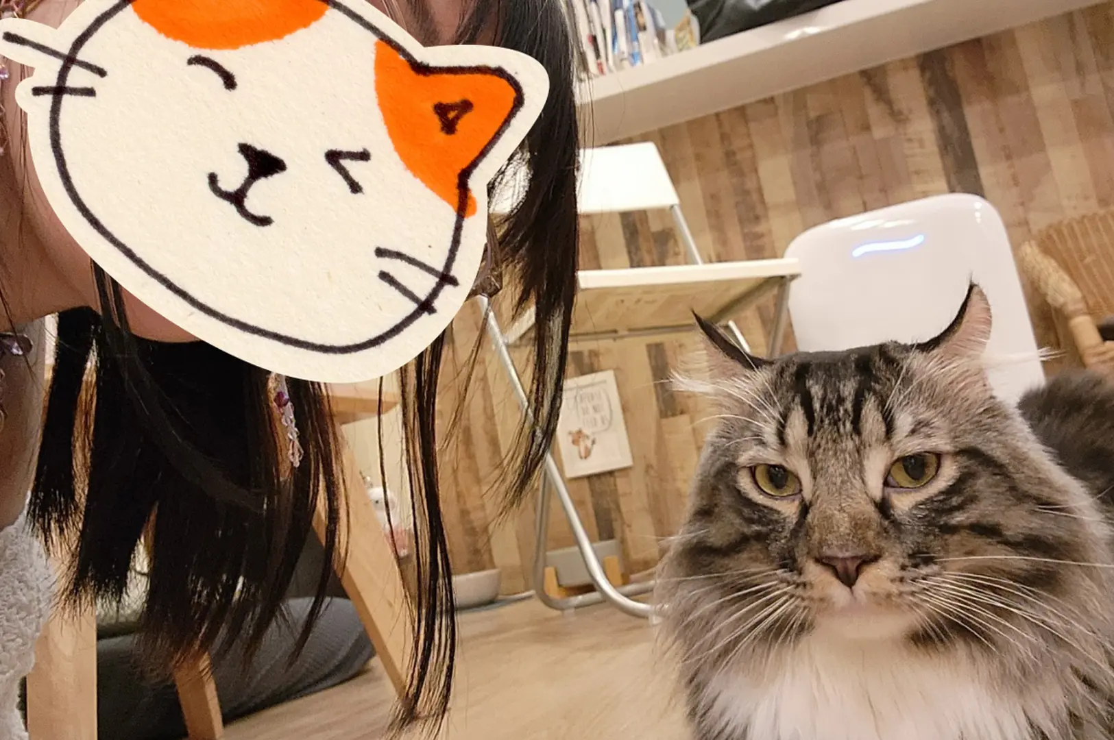 Visitor posing beside a majestic long-haired cat while relaxing inside the warm and welcoming Meomi Cat Cafe in Singapore.
