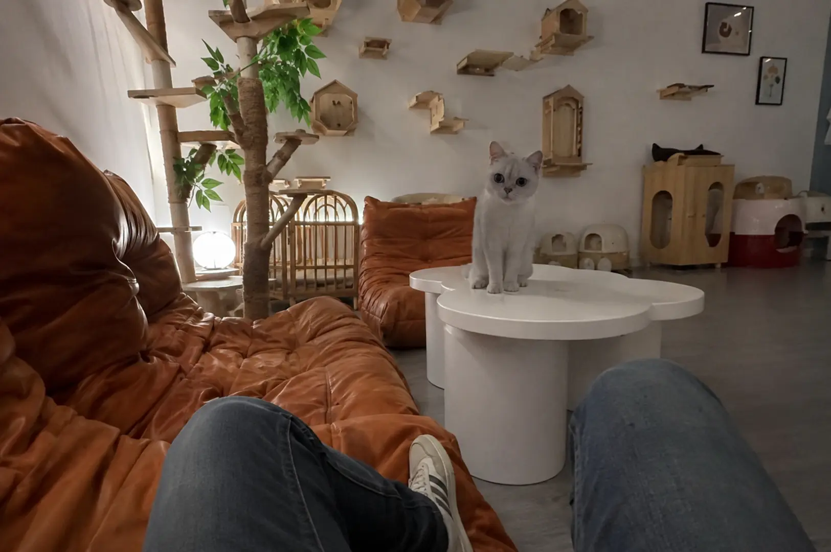 White cat perched on cloud-shaped table in modern cat cafe with wall-mounted cat furniture