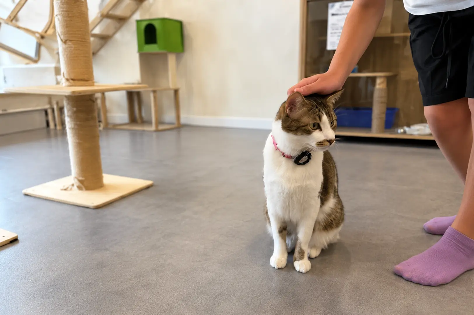 Person petting a white and brown tabby cat with pink collar in a cat cafe with scratching posts