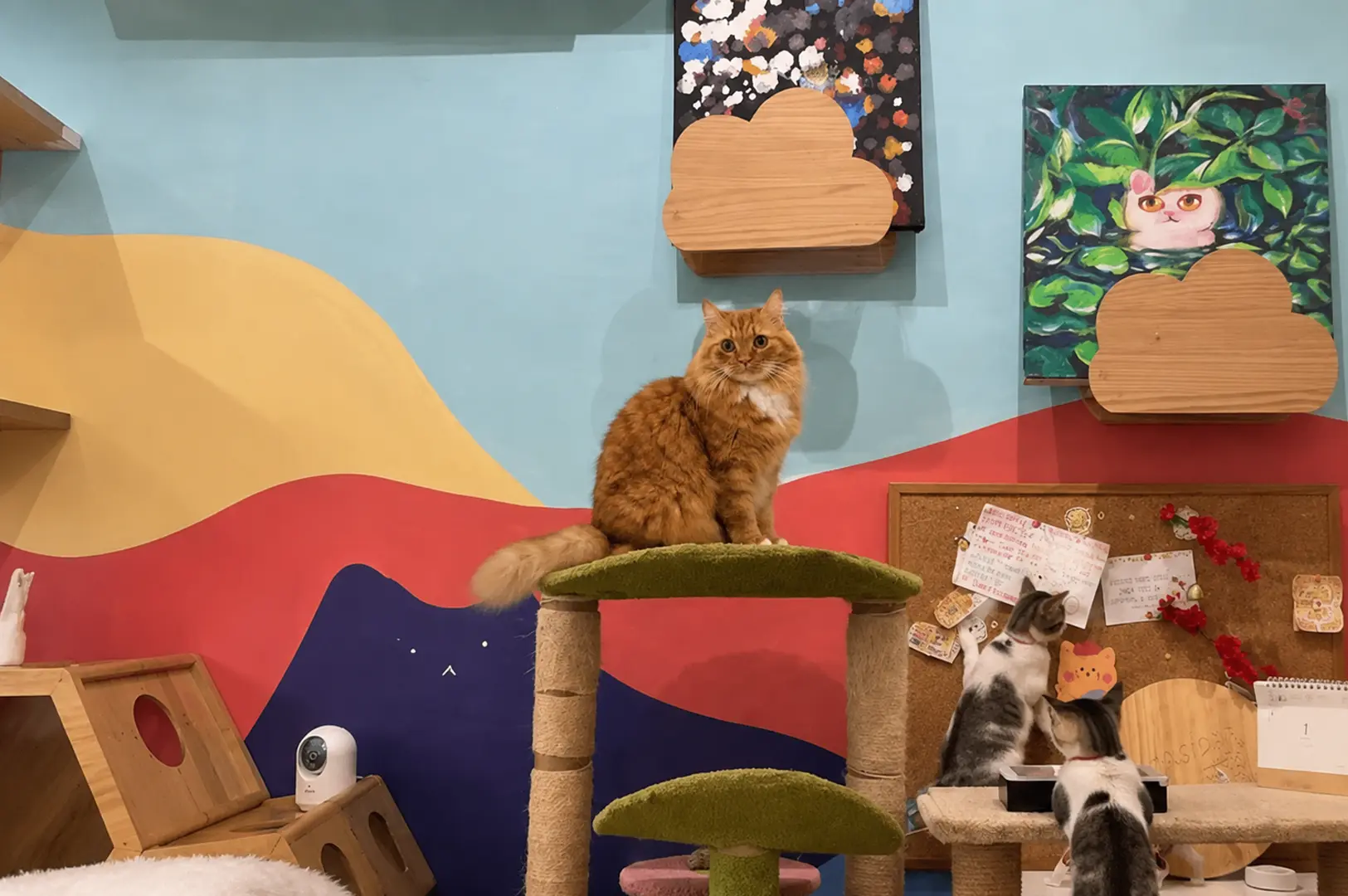 Ginger cat on green cat tree in colorful cat cafe with blue walls and artistic murals