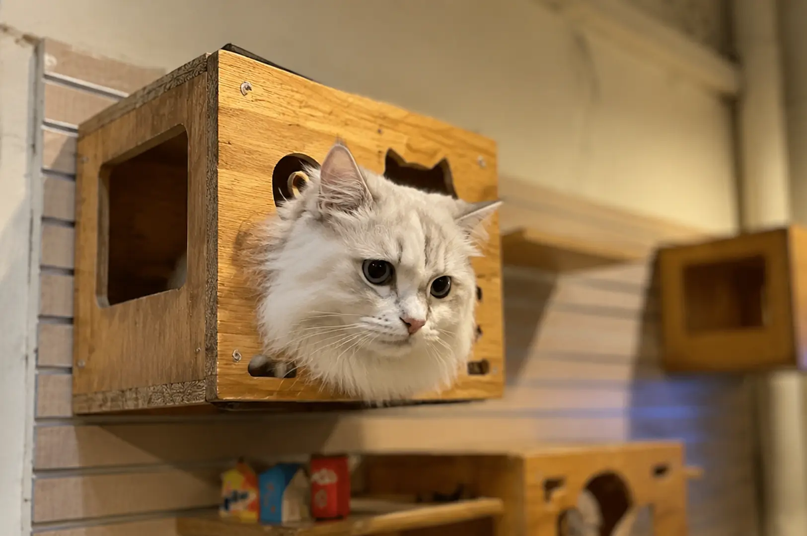 Fluffy silver-white cat peeking out from a wooden wall-mounted cat house inside Meomi Cat Cafe Singapore.