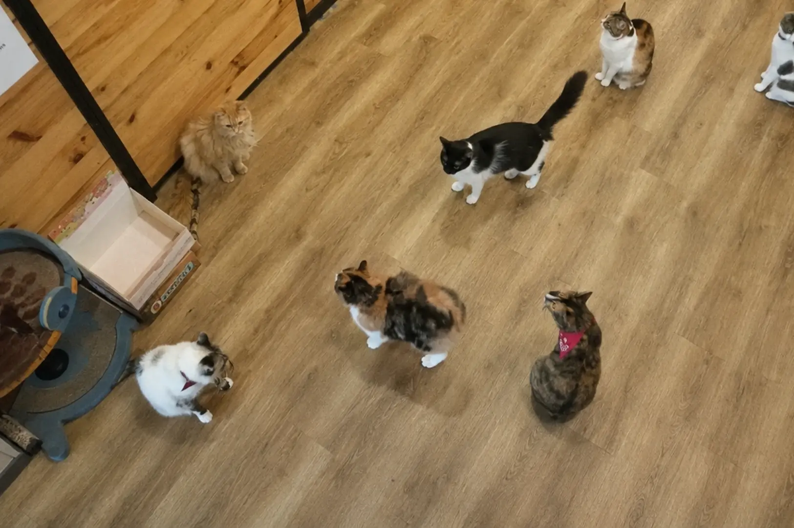 An overhead view shows several rescue cats of various colors roaming freely on the wooden floor of the cafe
