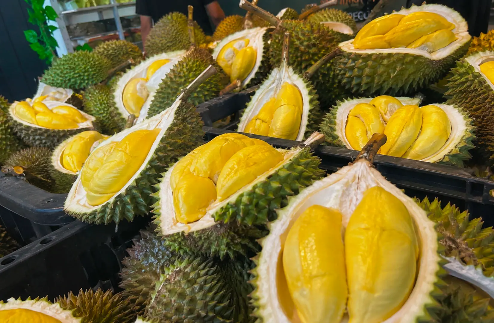 Fresh opened durians displayed at a Singapore fruit market.