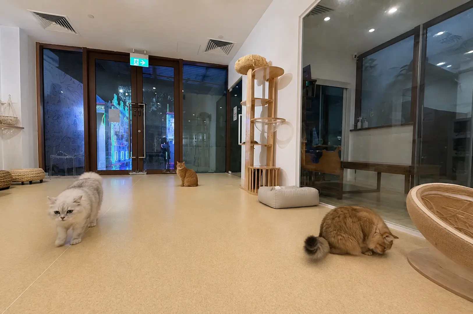 Cats relaxing and exploring the spacious play area inside the cat cafe.