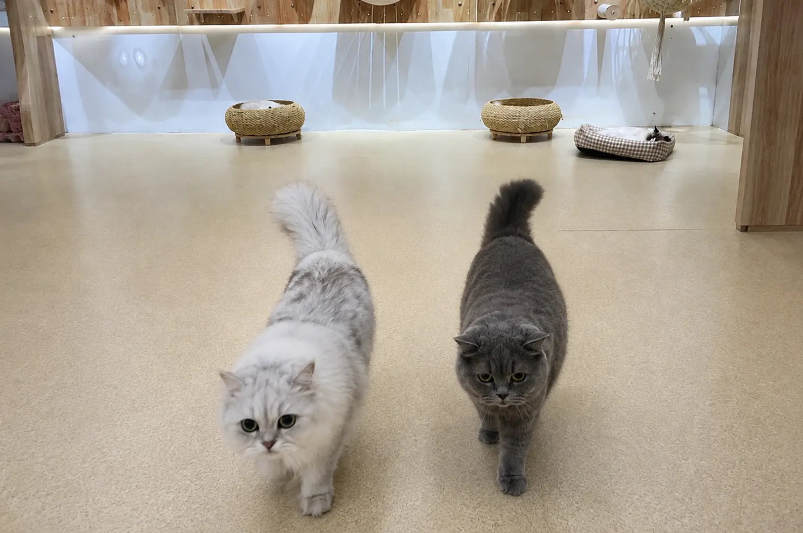 Two fluffy cats walking toward the camera in the bright cat lounge.