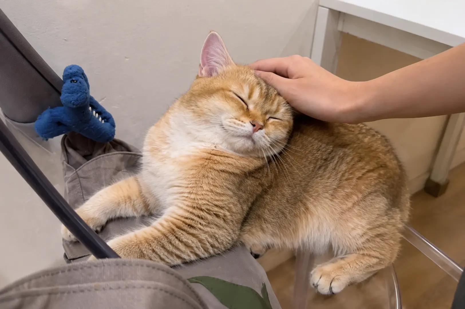 Happy golden cat enjoying gentle head pets while resting on a chair.