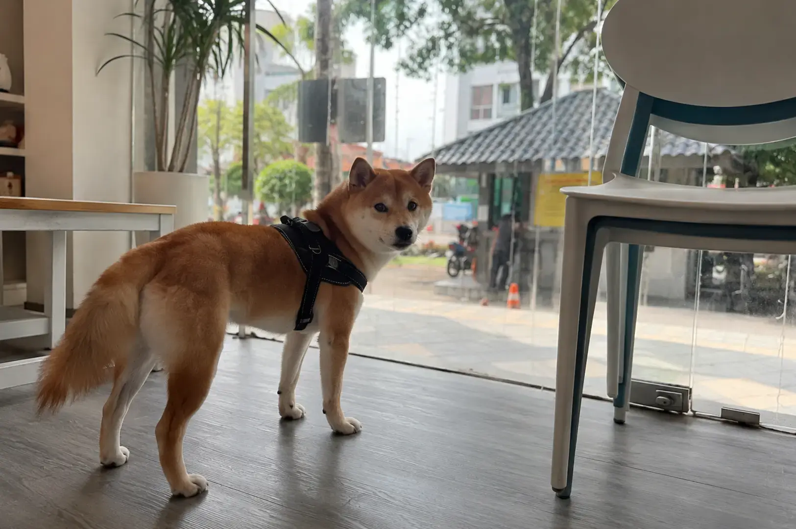 Best Pet-Friendly Cafes in Singapore Made Me Want to Bring a Furry Friend (Even If I Don’t Own One)